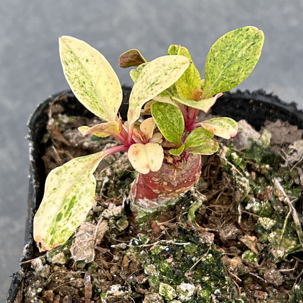 アメリカヤマゴボウ：斑入り（実生苗）3号ポット