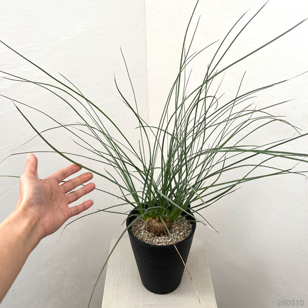 カリバナス：フーケリー 5号鉢植え