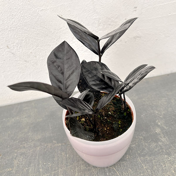 ザミオクルカス：レイヴン3号潤流鉢入り