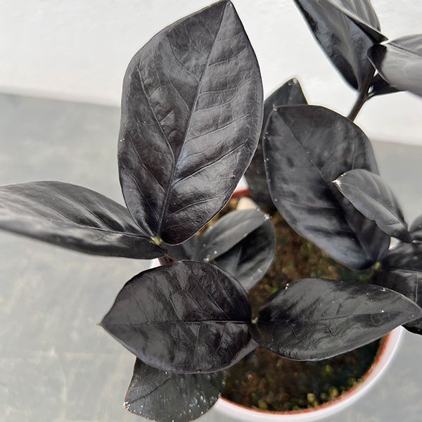 ザミオクルカス：レイヴン3号潤流鉢入り