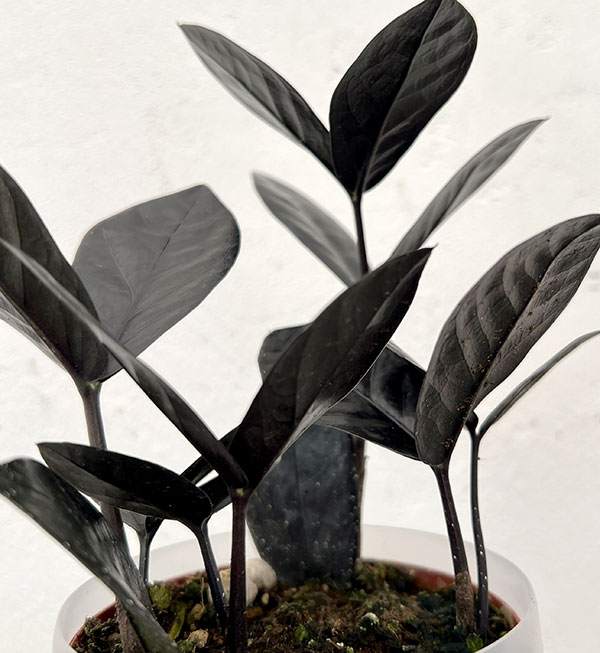 ザミオクルカス：レイヴン3号潤流鉢入り