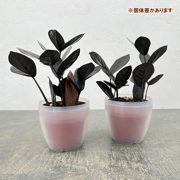 ザミオクルカス：レイヴン3号潤流鉢入り