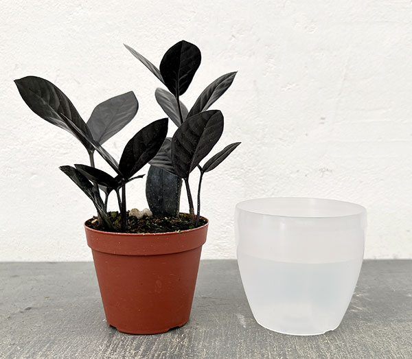 ザミオクルカス：レイヴン3号潤流鉢入り