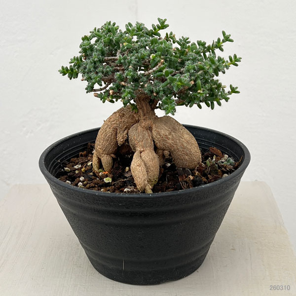 トリコディアデマ：ブルボスム　姫紅小松　5号鉢植え