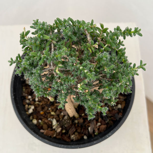 トリコディアデマ：ブルボスム　姫紅小松　5号鉢植え