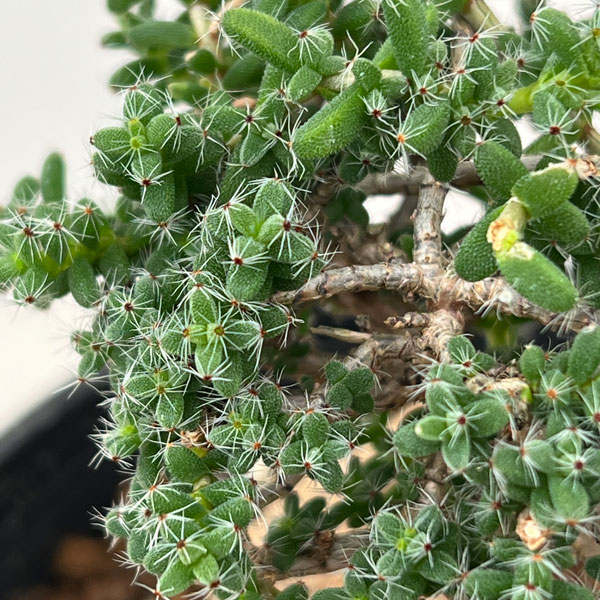 トリコディアデマ：ブルボスム　姫紅小松　5号鉢植え