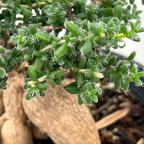 トリコディアデマ：ブルボスム　姫紅小松　5号鉢植え