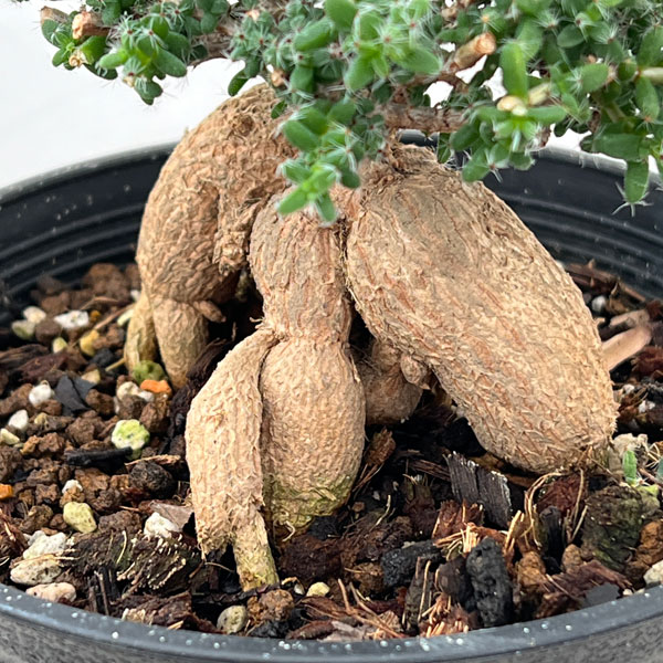 トリコディアデマ：ブルボスム　姫紅小松　5号鉢植え