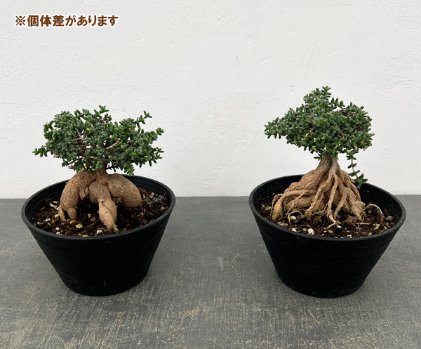 トリコディアデマ：ブルボスム　姫紅小松　5号鉢植え