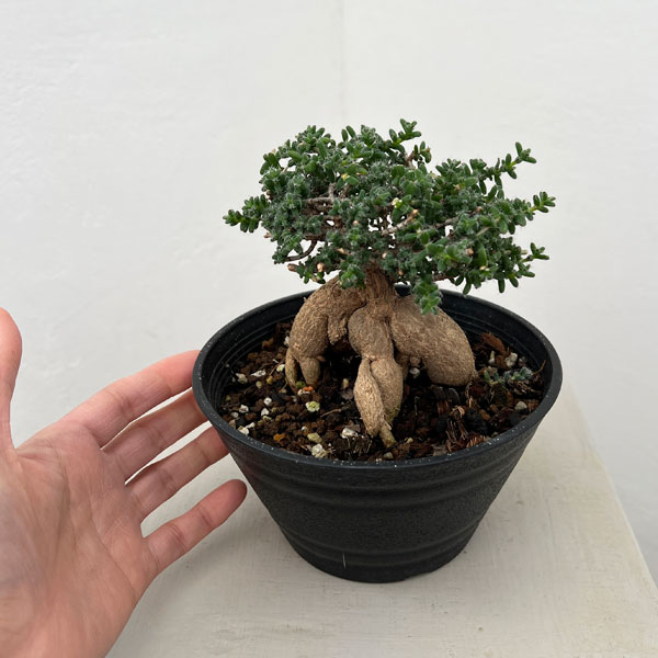 トリコディアデマ：ブルボスム　姫紅小松　5号鉢植え