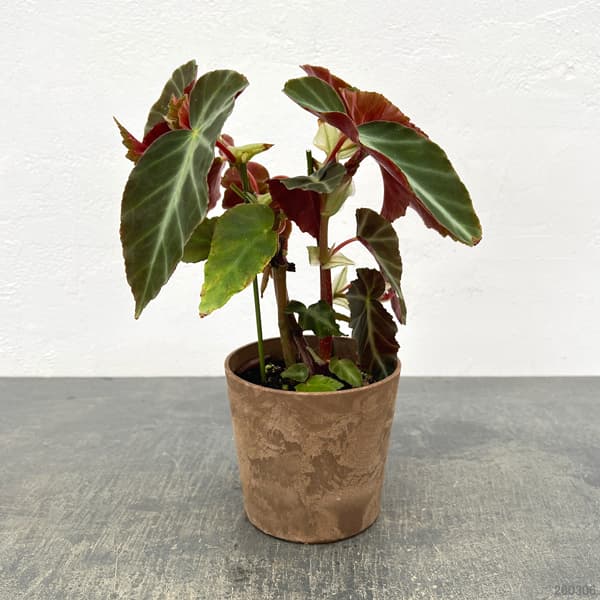 ベゴニア：グレイフェザー　4号鉢植え