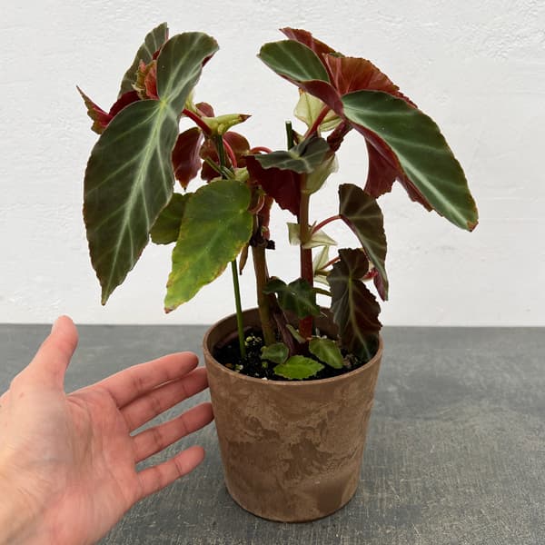 ベゴニア：グレイフェザー　4号鉢植え