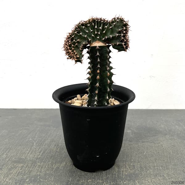 ユーフォルビア：カナリエンシス　スミキリン綴化（接ぎ木）　4号鉢植え