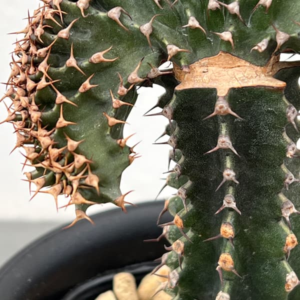 ユーフォルビア：カナリエンシス　スミキリン綴化（接ぎ木）　4号鉢植え