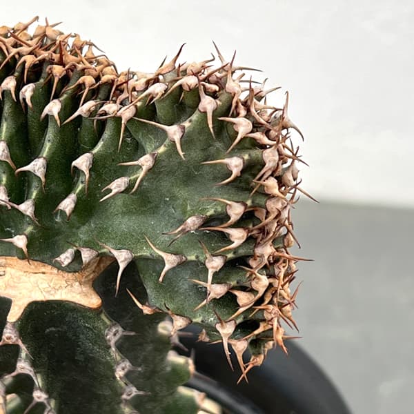 ユーフォルビア：カナリエンシス　スミキリン綴化（接ぎ木）　4号鉢植え