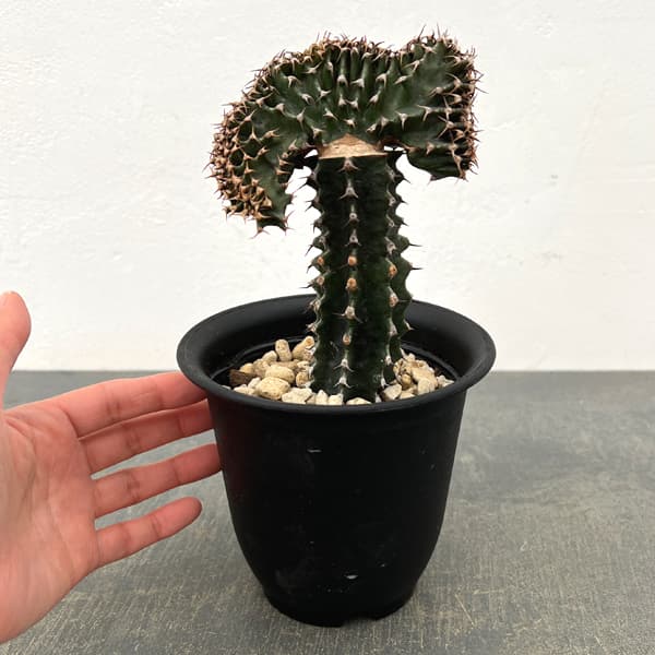 ユーフォルビア：カナリエンシス　スミキリン綴化（接ぎ木）　4号鉢植え
