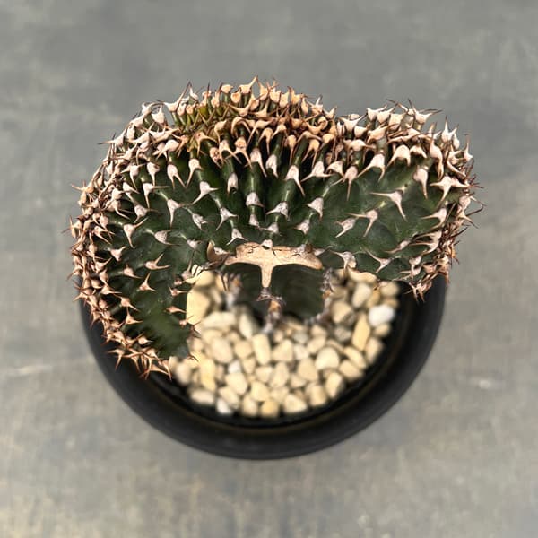 ユーフォルビア：カナリエンシス　スミキリン綴化（接ぎ木）　4号鉢植え