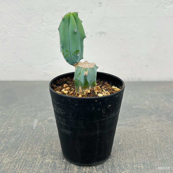 サボテン：ミルティロカクタス　竜神木（りゅうじんぼく）ブランチ　3号鉢植え