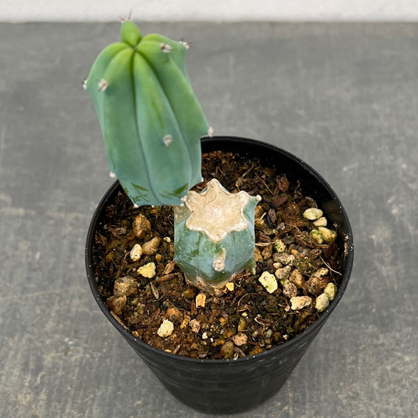 サボテン：ミルティロカクタス　竜神木（りゅうじんぼく）ブランチ　3号鉢植え