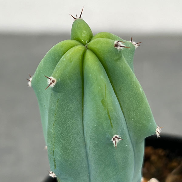 サボテン：ミルティロカクタス　竜神木（りゅうじんぼく）ブランチ　3号鉢植え