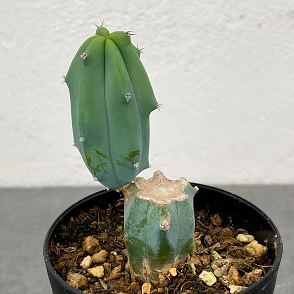 サボテン：ミルティロカクタス　竜神木（りゅうじんぼく）ブランチ　3号鉢植え