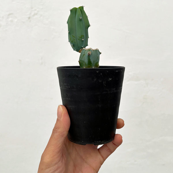 サボテン：ミルティロカクタス　竜神木（りゅうじんぼく）ブランチ　3号鉢植え