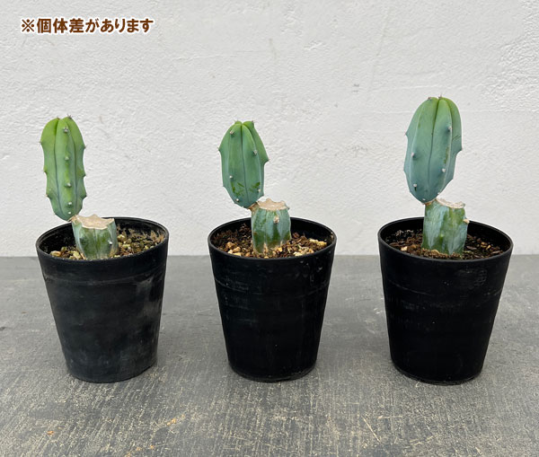 サボテン：ミルティロカクタス　竜神木（りゅうじんぼく）ブランチ　3号鉢植え