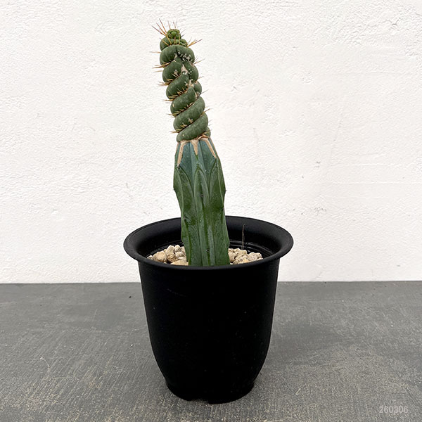 サボテン：ユーリキニア カスタネア スピラリス（接ぎ木）　4号