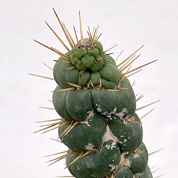 サボテン：ユーリキニア カスタネア スピラリス（接ぎ木）　4号