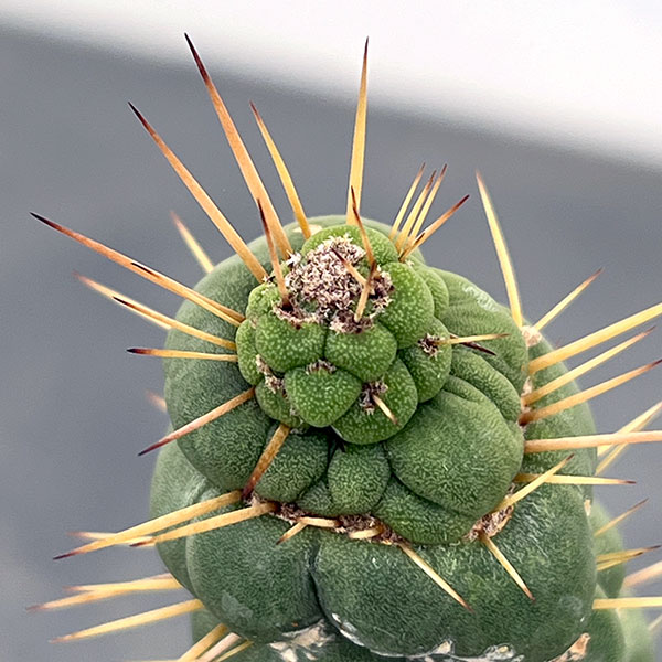 サボテン：ユーリキニア カスタネア スピラリス（接ぎ木）　4号