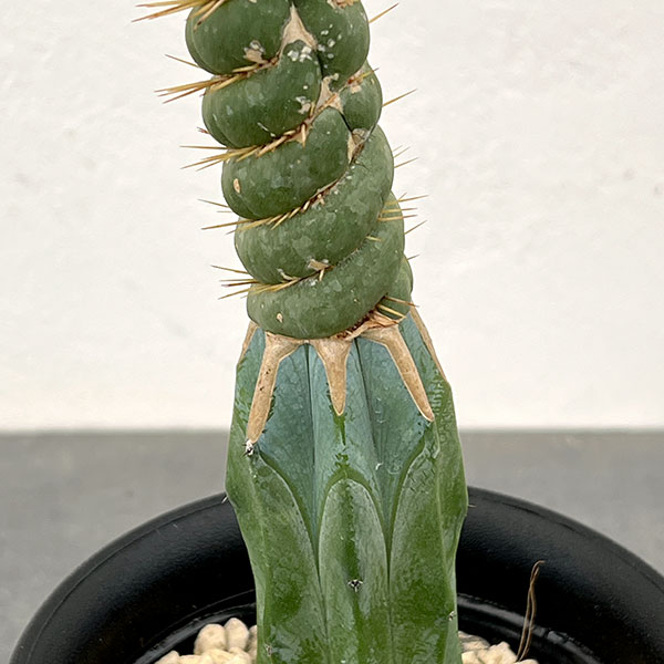 サボテン：ユーリキニア カスタネア スピラリス（接ぎ木）　4号