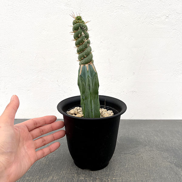 サボテン：ユーリキニア カスタネア スピラリス（接ぎ木）　4号