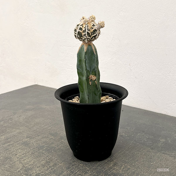 サボテン：白条ランポー（接ぎ木）4号鉢植え