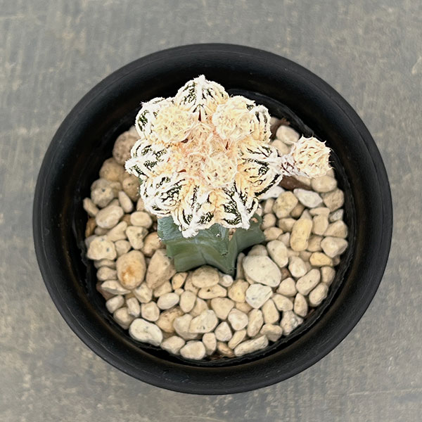 サボテン：白条ランポー（接ぎ木）4号鉢植え