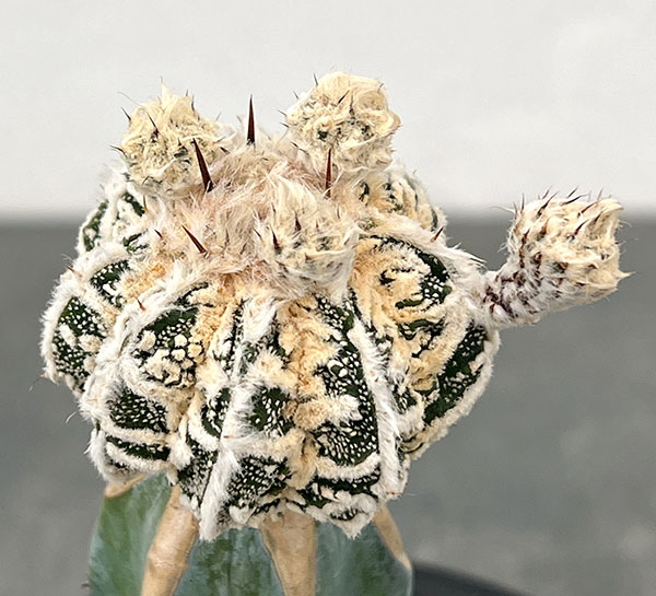 サボテン：白条ランポー（接ぎ木）4号鉢植え