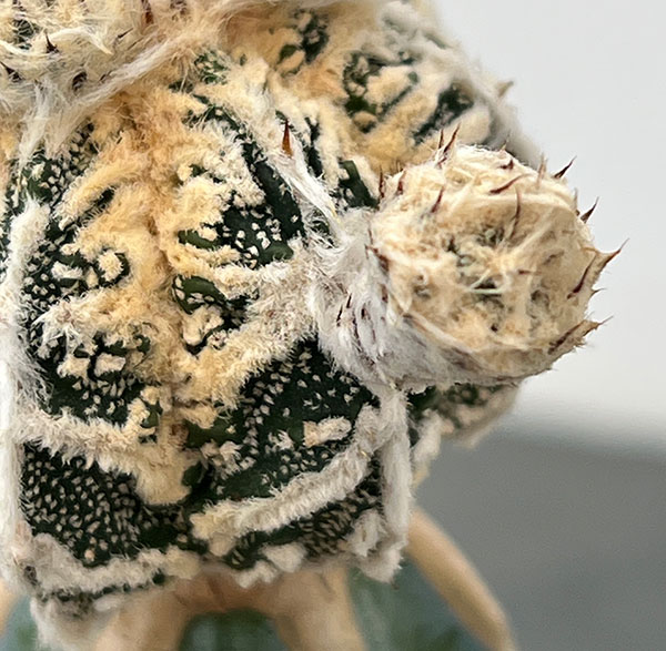 サボテン：白条ランポー（接ぎ木）4号鉢植え