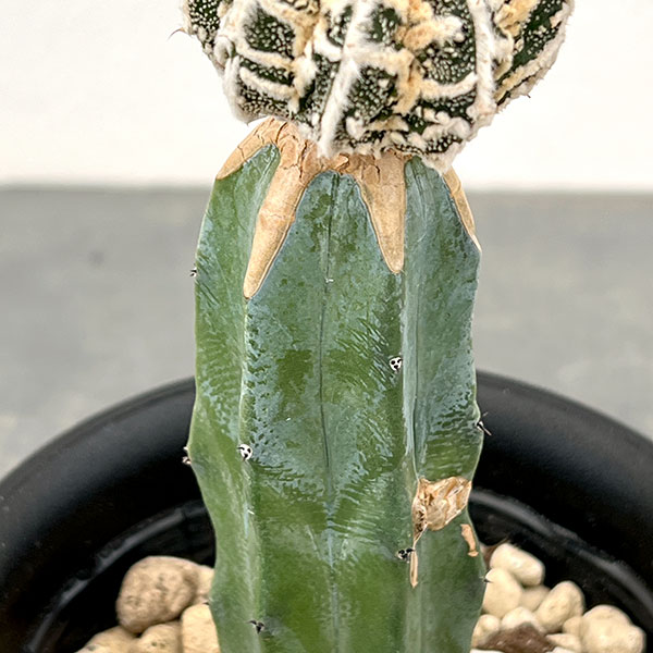 サボテン：白条ランポー（接ぎ木）4号鉢植え