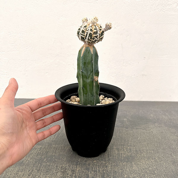 サボテン：白条ランポー（接ぎ木）4号鉢植え