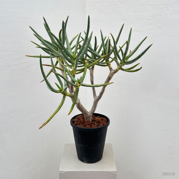 アロエ：ラモシシマ　6号鉢植え 26-01