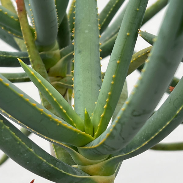 アロエ：ラモシシマ　6号鉢植え 26-01