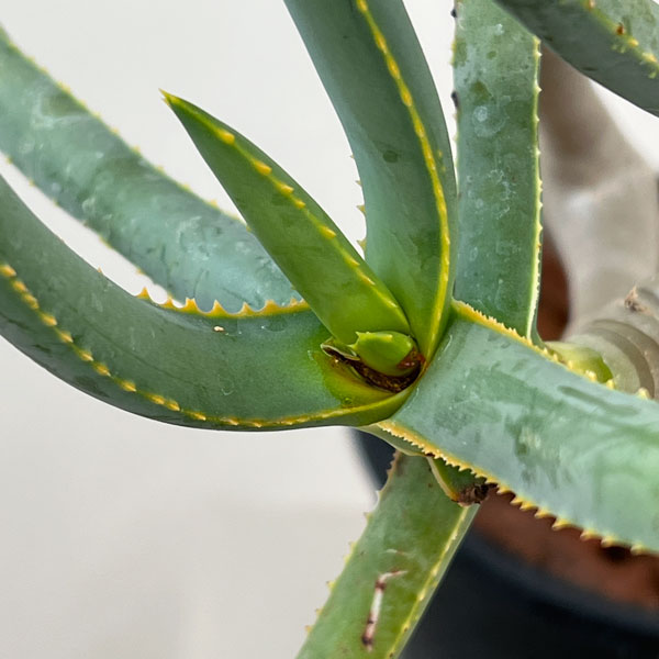 アロエ：ラモシシマ　6号鉢植え 26-01