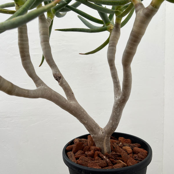 アロエ：ラモシシマ　6号鉢植え 26-01