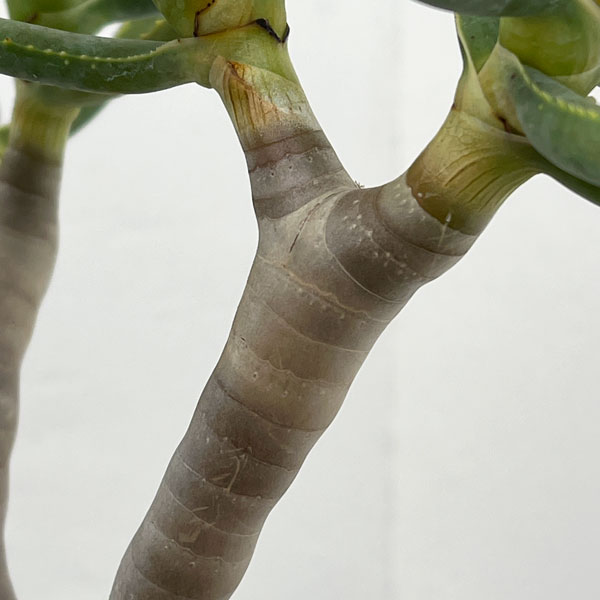 アロエ：ラモシシマ　6号鉢植え 26-01