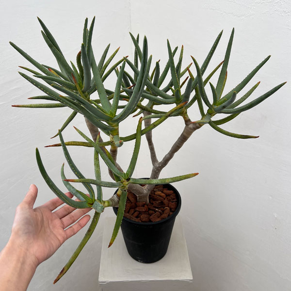 アロエ：ラモシシマ　6号鉢植え 26-01