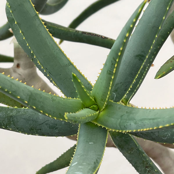 アロエ：ラモシシマ　6号鉢植え 26-02