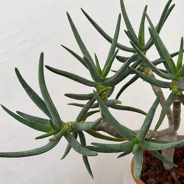 アロエ：ラモシシマ　6号鉢植え 26-02