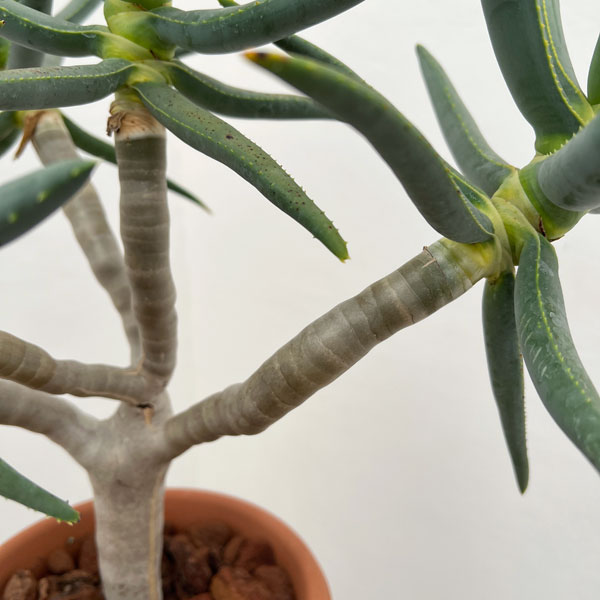 アロエ：ラモシシマ　6号鉢植え 26-02