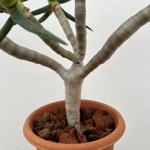 アロエ：ラモシシマ　6号鉢植え 26-02