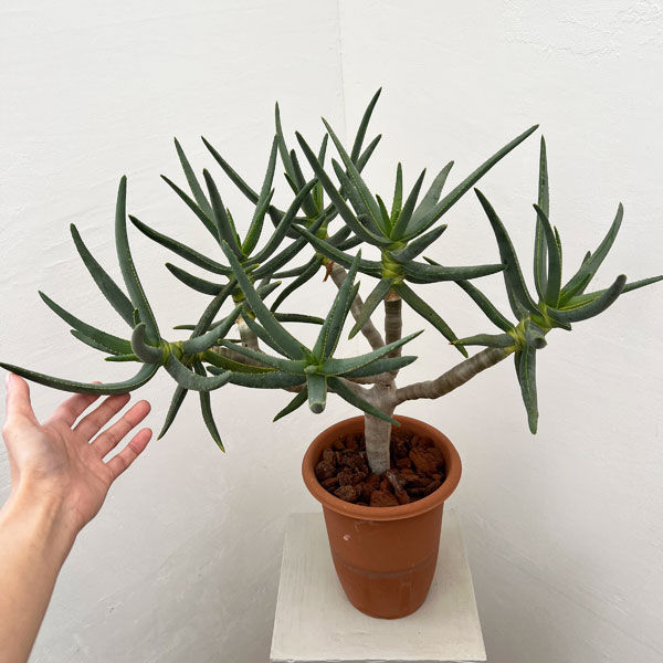 アロエ：ラモシシマ　6号鉢植え 26-02