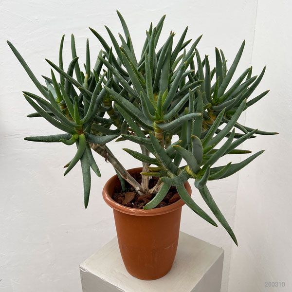 アロエ：ラモシシマ　6号鉢植え 26-03